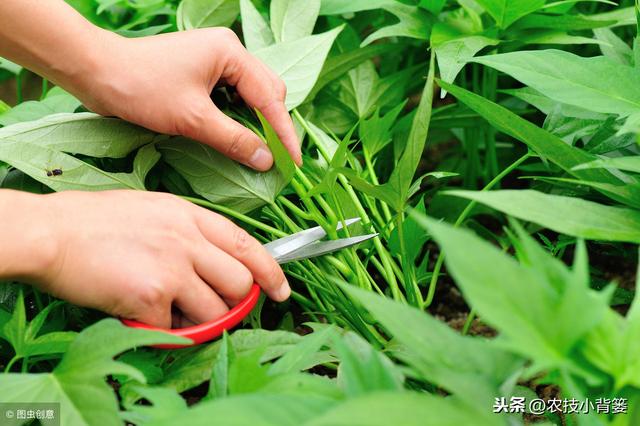 空心菜生长速度快、采收期长，学会这些种植方法一茬一茬割不完！