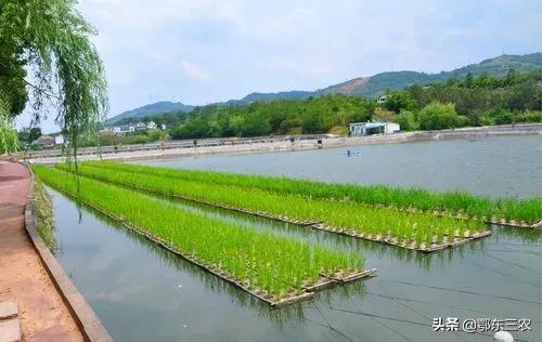 农户水面种植“漂浮水稻”好处多，既收稻又养鱼，获得双倍利益