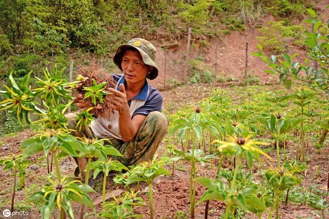 重楼行情如何？有人赚，有人亏！入行需谨慎！送上一份种植大全