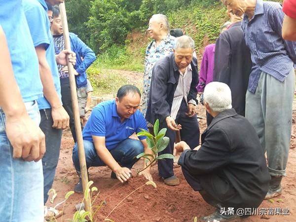 枇杷苗什么时候栽？怎么栽才长的快？