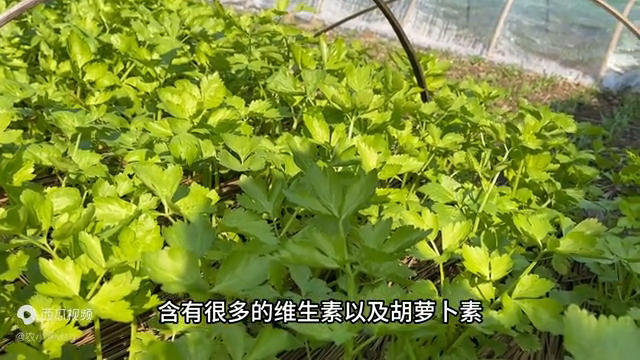 种植芹菜要想长势好，管理期间做好三个关键点，后期嫩绿有旺盛