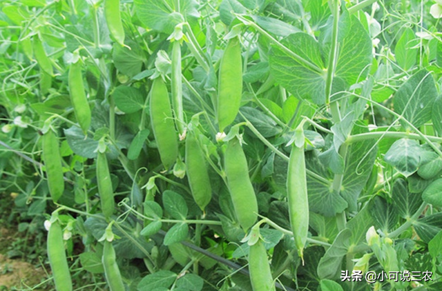 豆角种植起来并不难，阳台种植的新方法，选对品种很关键