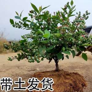 蓝莓适合什么时候种植(蓝莓适合什么季节种植以及几年才挂果)