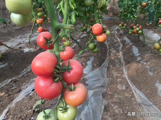 冬季湿度高光照弱，种植番茄太难了，掌握这些方法，越冬不用愁