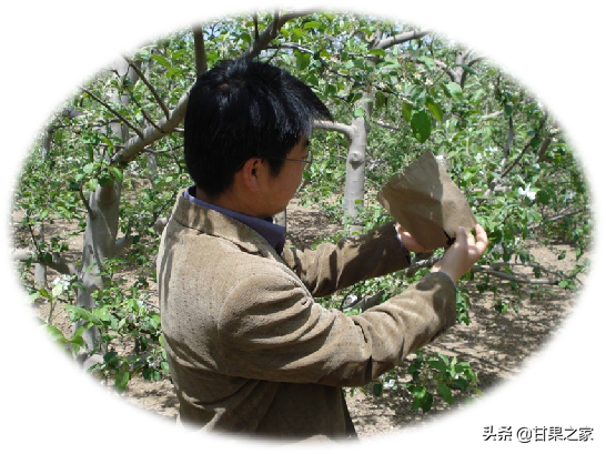 “水晶苹果”生产关键技术