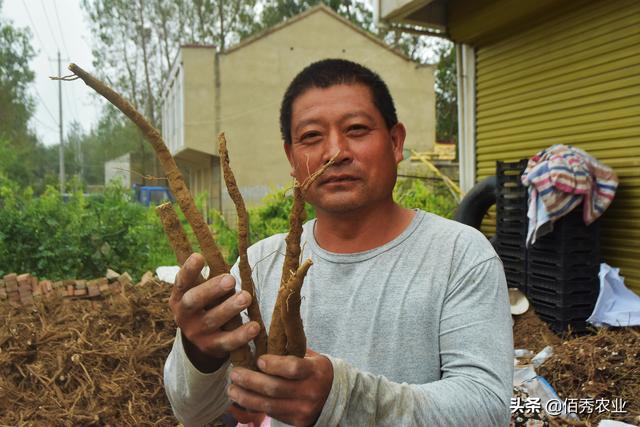 中药材普涨，2022年种植哪些品种能赚钱？“白家三宝”可以一试