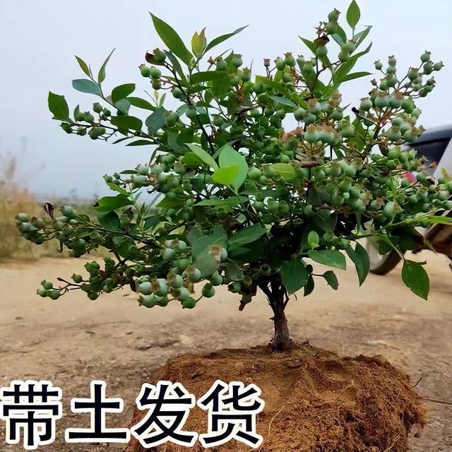 蓝莓适合什么季节种植以及几年才挂果