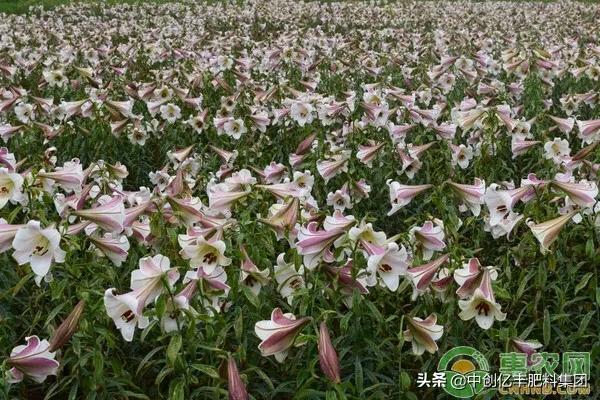 食用百合这么种你知道吗