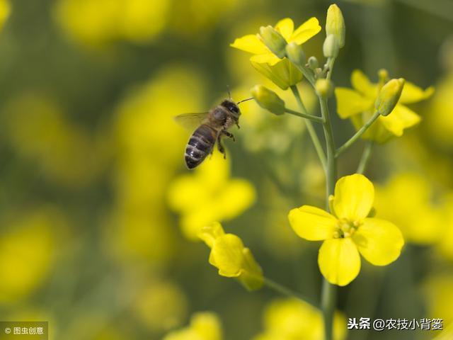 油菜种植要想长势壮、产量高、品质好，这些种植管理方法不可少！