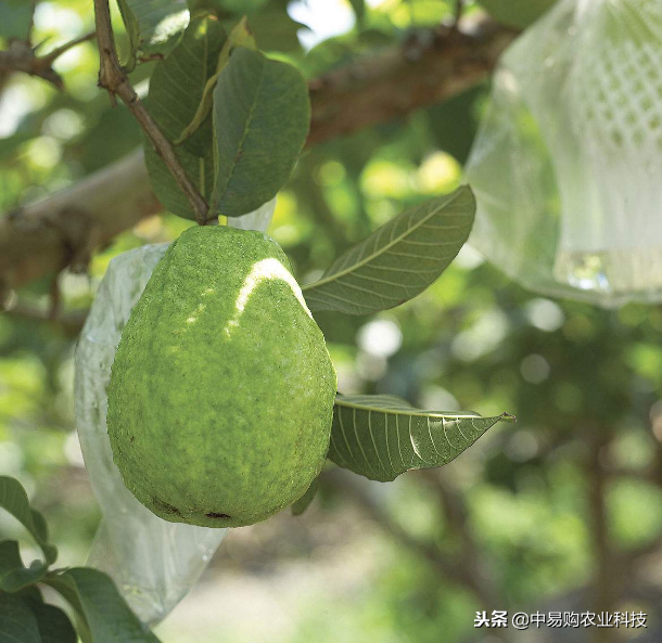 番石榴种植所需条件以及栽培技术分享，看完你的心里应该就有数了