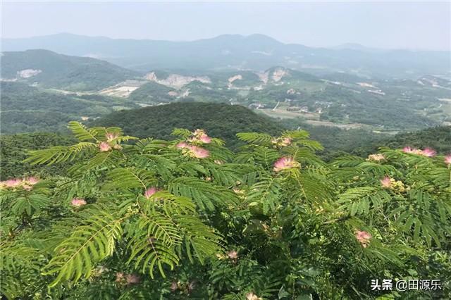 梅的栽培技术，梅子果好看又好吃，但细节要注意好