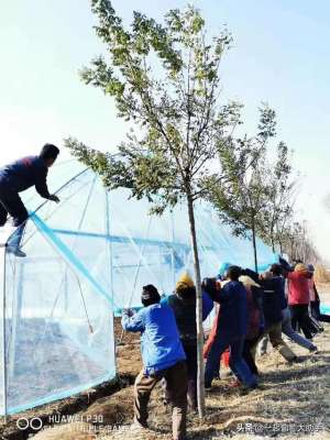 北方露天种植葡萄(“不建大棚，就被淘汰”？露天葡萄还能走多远)