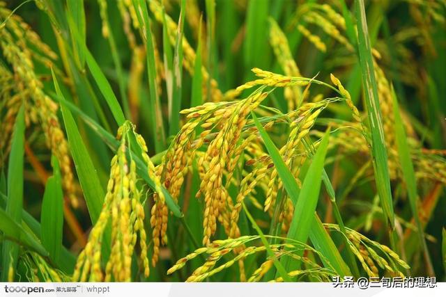 最佳种植季节时间，直接关系到农作物的生长发育和最终的产量