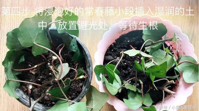 家庭种植常春藤，简简单单四步完成常春藤的扦插，俩月准爆盆