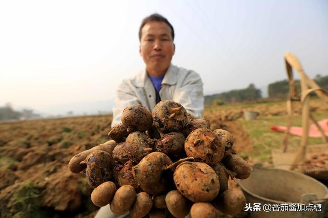 传统荸荠粗放化种植产量低，改进六个种植细节，提质又增产