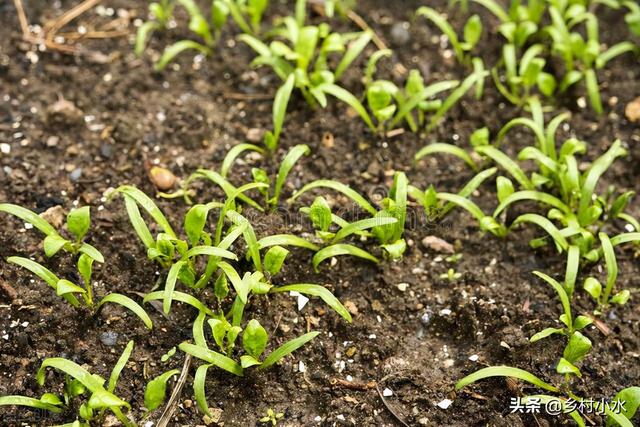 秋菠菜什么时候种？做好这6点，菠菜出苗快、长势旺