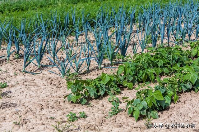 想靠种植蔬菜致富，这几个条件你具备了吗？分享给你几个经验