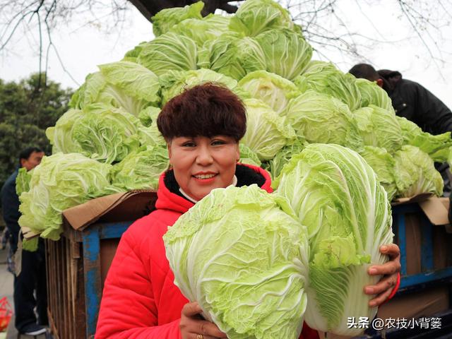 怎样才能种出高产优质的大白菜？掌握这些种植管理技巧