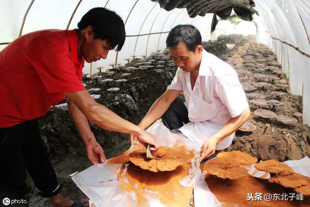 中草药种植好项目，每亩经济效益可达5万元-灵芝段木栽培技术