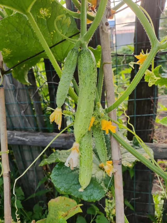 梳理下我在田园种植过的作物竟然有这么多种