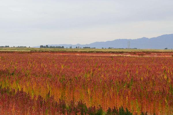 生态三农：藜麦种植时间，一般在春末时节种植 附藜麦种植技术