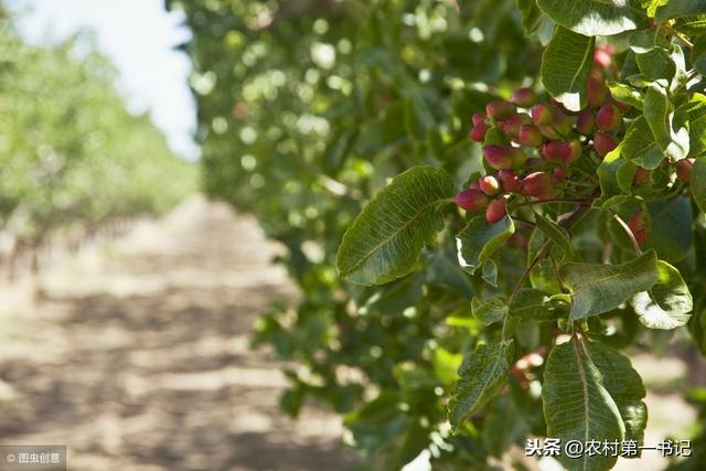 农民种植开心果效益越来越好，那具体怎么种植？