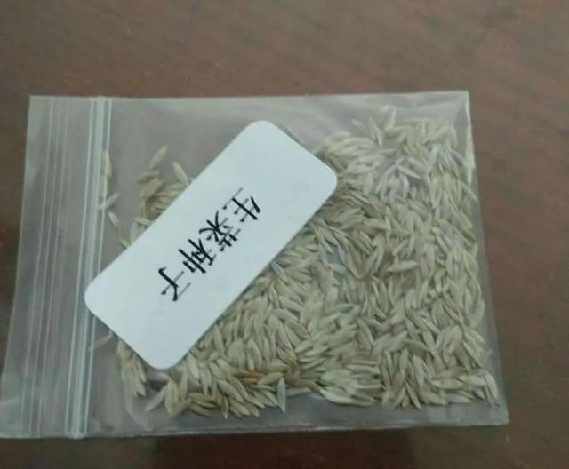 生菜不用买，秋天土里撒点种，两个月长成，美味又健康