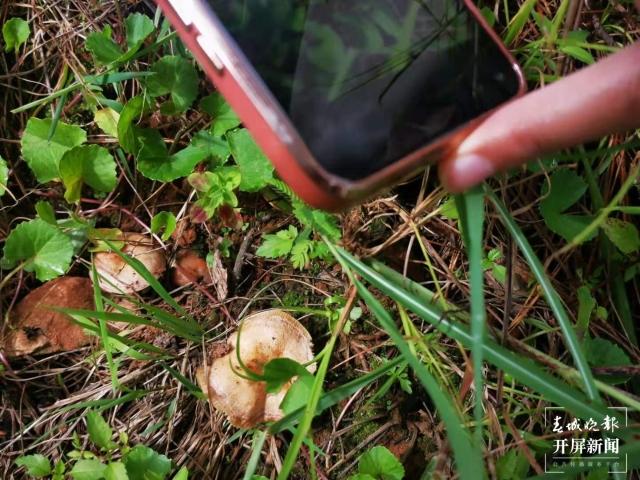 收获国内最大规模订单！昆明这里的菌种卖遍云贵川