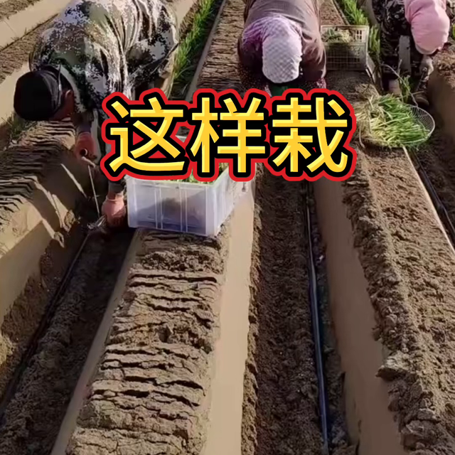 高产大葱，这样栽！@抖音短视频