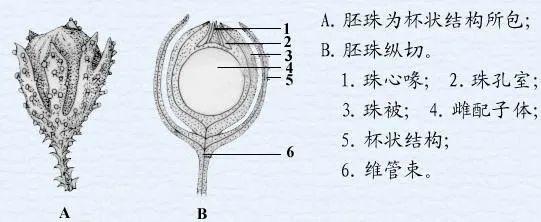 划时代的植物产物——种子丨凡此种种