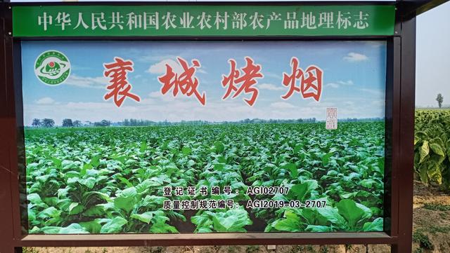 一个烟农的种植报告：2021年烟草种植现状总结和思考