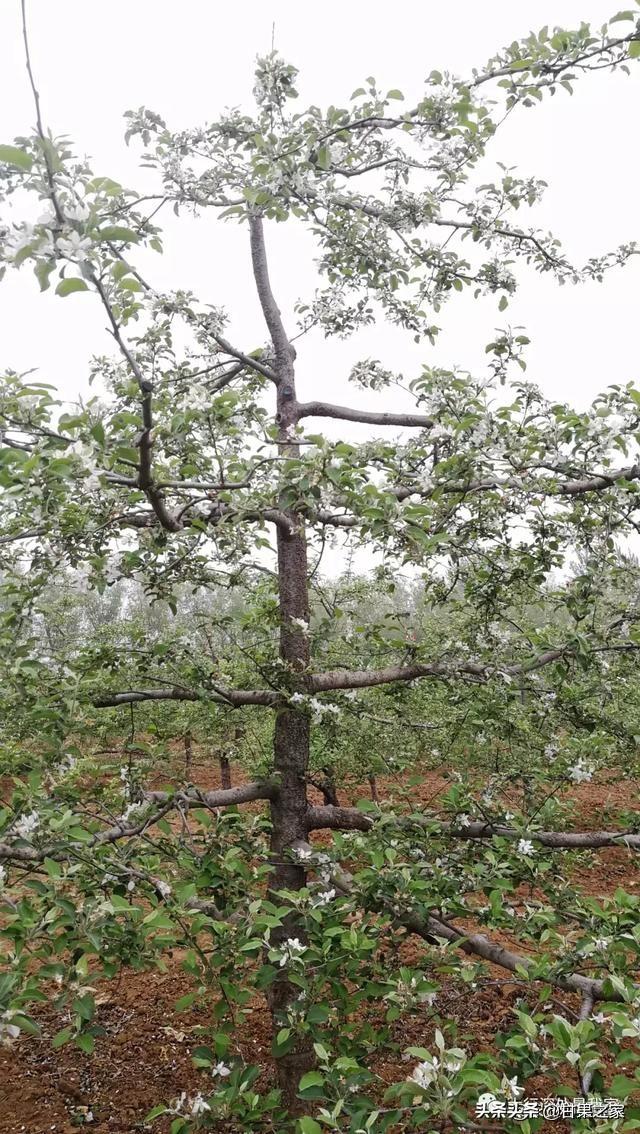 “水晶苹果”生产关键技术