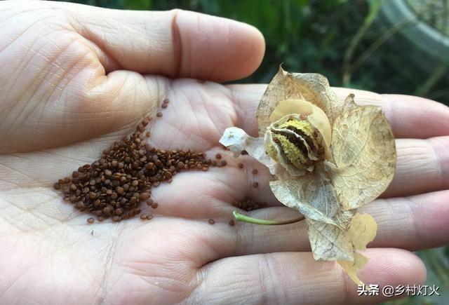 冰粉怎么来的？这种不起眼的植物，就是四川人夏天快乐的来源