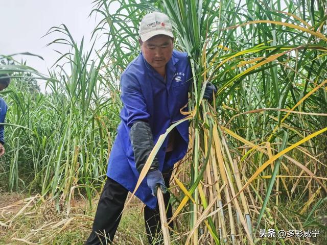 贵州威宁：朱启会带头牧草种植让村民尝“甜”头