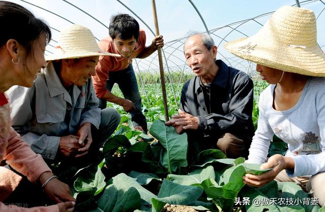 秋季大棚蔬菜高产种植有技巧，棚内5条管理事项要抓好