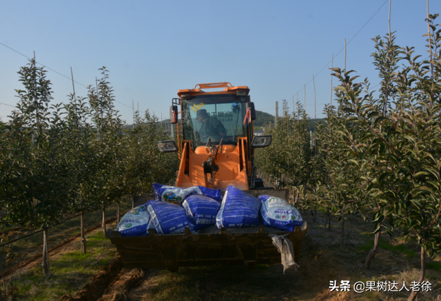 苹果高纺锤形培养有技巧，哪些规范操落实好，才能开花结果早