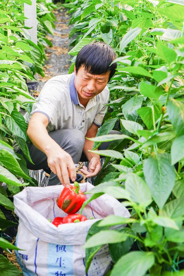 从只有老三样到鲜菜全年供应 来看看中国蔬菜产业进化史