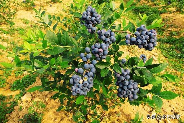 秋叶含情氲酒寄，人间圣果果珍鲜！蓝莓种植用什么土壤最好呢？