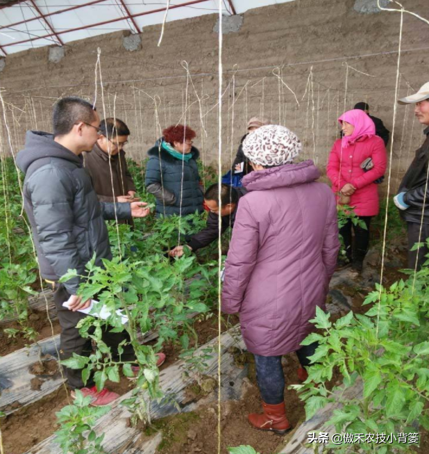 秋冬连续阴云雨雪多，大棚蔬菜更加需要巧管理，重点抓好这7点