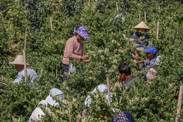 山西平陆：金银花喜获丰收