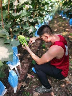 种植野葡萄前景(西昌葡萄种植存在3个突出问题？未来前景如何？)