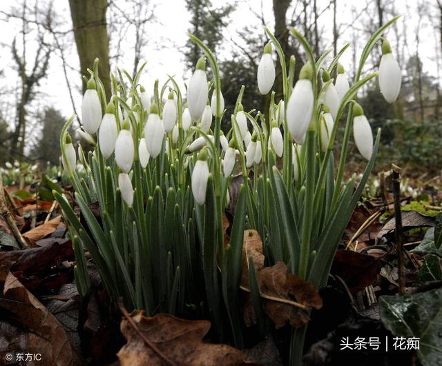 如有院落，就种几株雪滴花，零下15度冻不死，每年还爆崽无数！