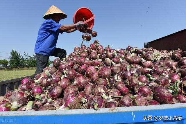 农民怎样才能种出又大又好的洋葱？种植洋葱时注意这5点