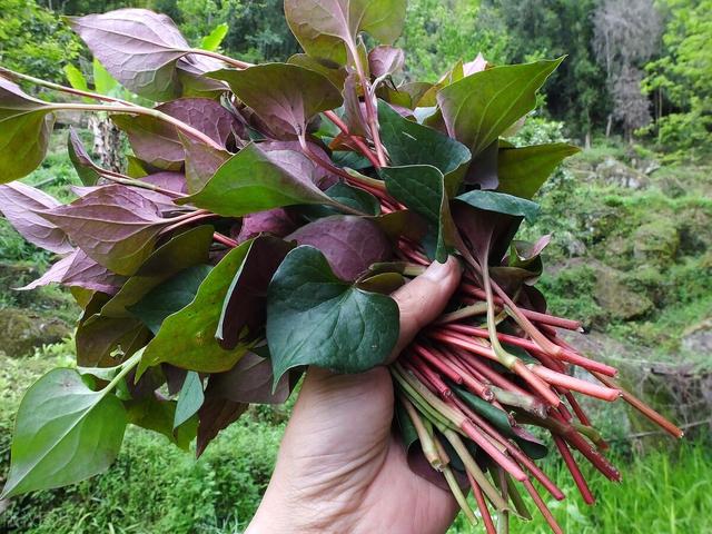 “种花不如种菜”，6种适合院子种的蔬菜，好看又好种，3月就能种