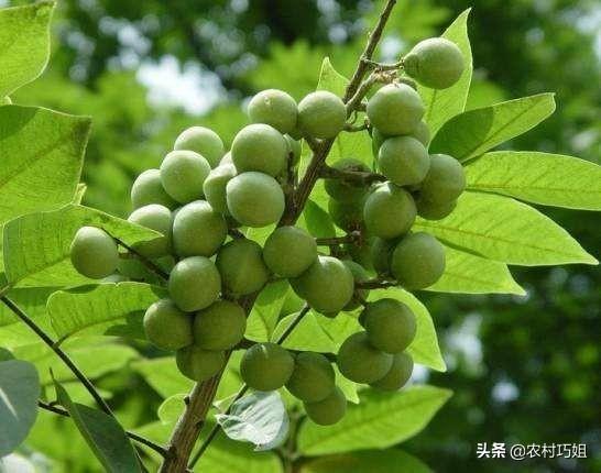 无患子怎么种植和养护？