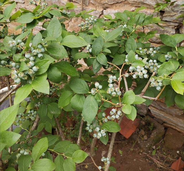 北方院子里，也能地栽蓝莓，做好这些细节，果实挂满枝头