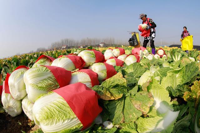 大白菜节水种植方案，从选择品种到病虫害防治，建议收藏