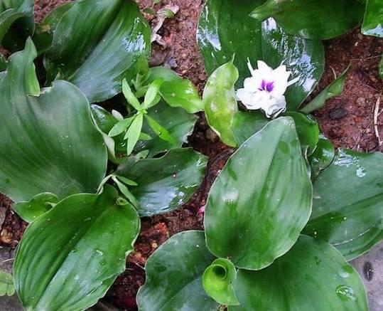 沙姜栽培技术 沙姜高产种植技术