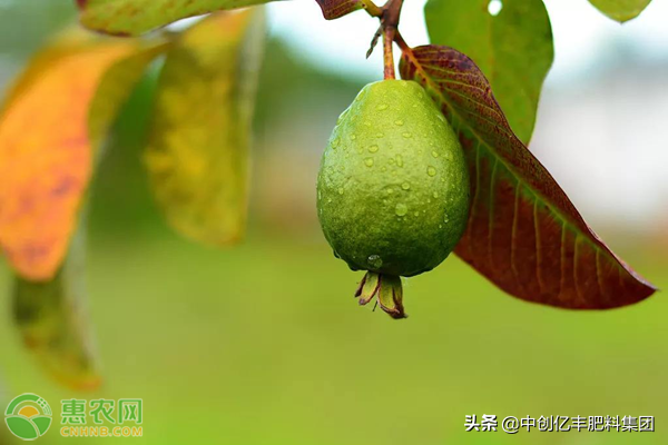 菲油果高产栽培技术