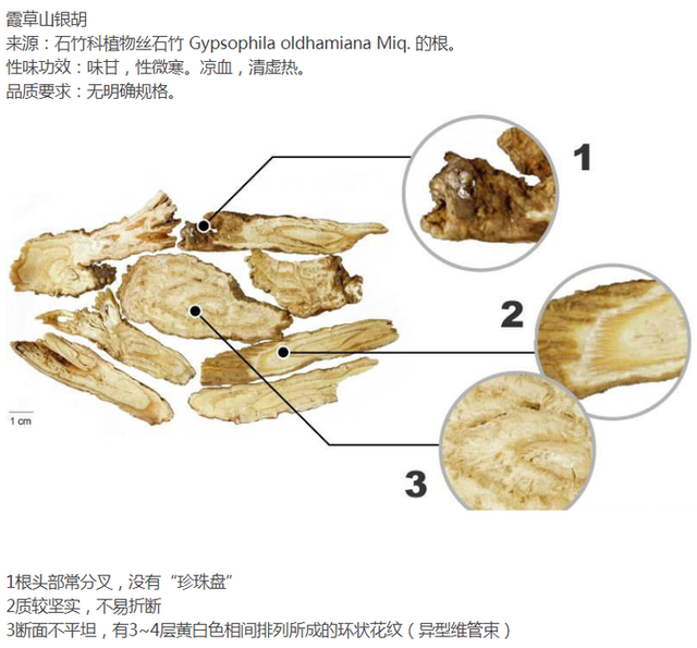 带你识别银柴胡